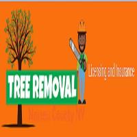 Tree removal Nassau County NY image 1